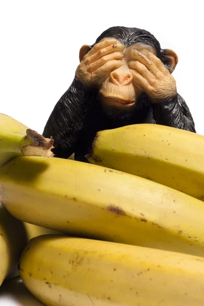 在饮食上的猴子 — 图库照片