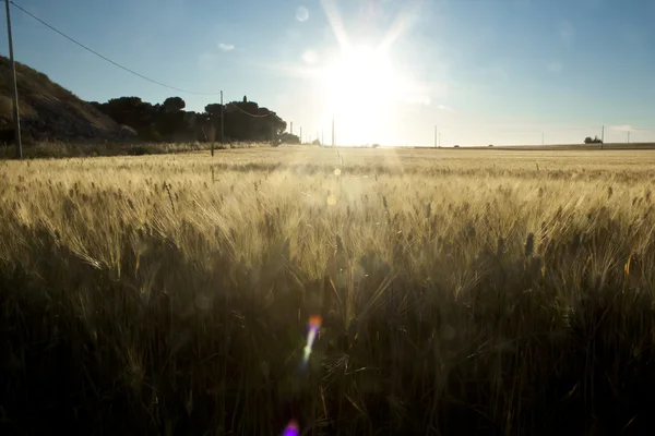 Солнце на пшеничном поле — стоковое фото