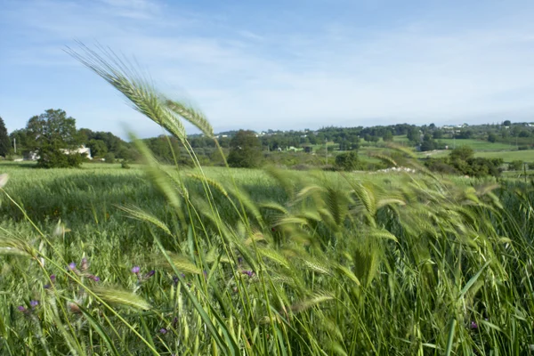 stock image Blurred Wheat