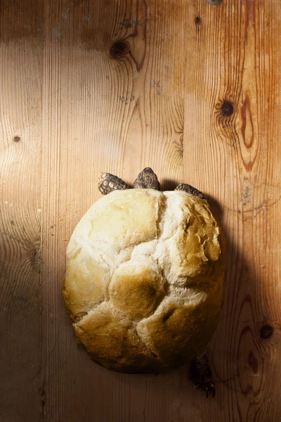 Tartaruga con pane — Foto Stock