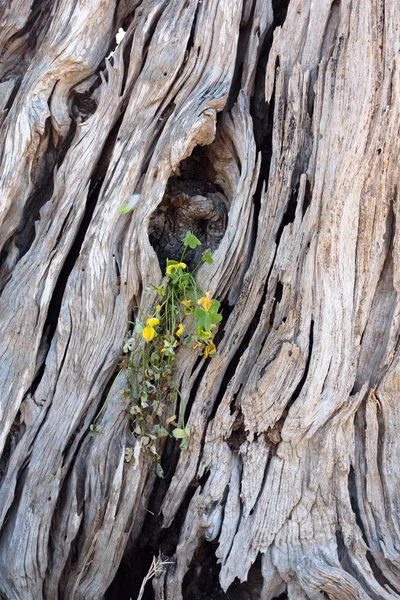 オリーブの木の幹 — ストック写真