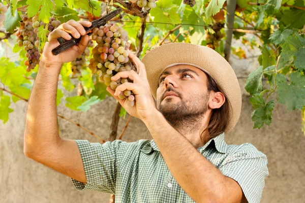 Boer snijden druiven — Stockfoto
