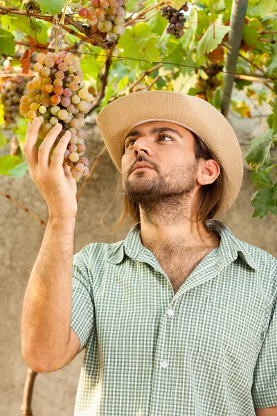 Farmer with Grapes — Stock Photo, Image