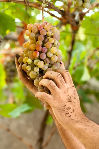 Farmerhands z winogron — Zdjęcie stockowe