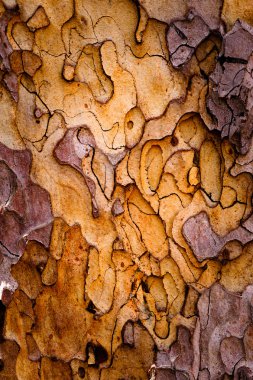 The bark of the tree clipart