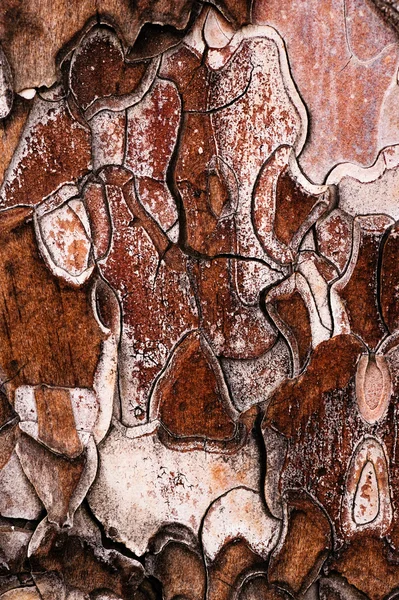 stock image The bark of the tree