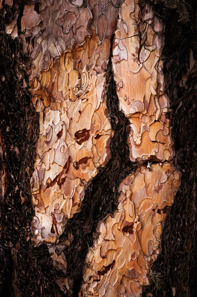 La corteza del árbol — Foto de Stock