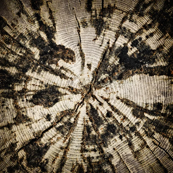 Вырубленное дерево — стоковое фото