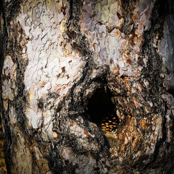 Le tronc d'un pin — Photo