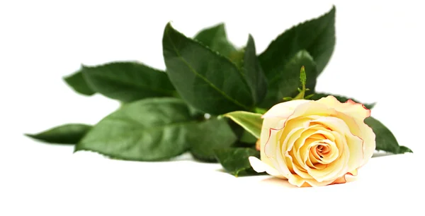 Jasne żółte róże na białym tle — Zdjęcie stockowe