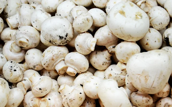 Verse textuur van witte champignon paddestoel — Stockfoto