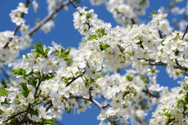 stock image Blooming cherry tree in early springtime, daylight