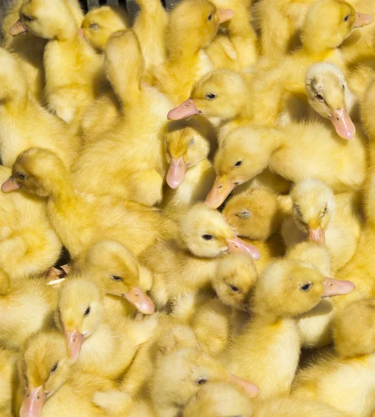 Fondo de pequeños patitos bonitos recogidos juntos — Foto de Stock