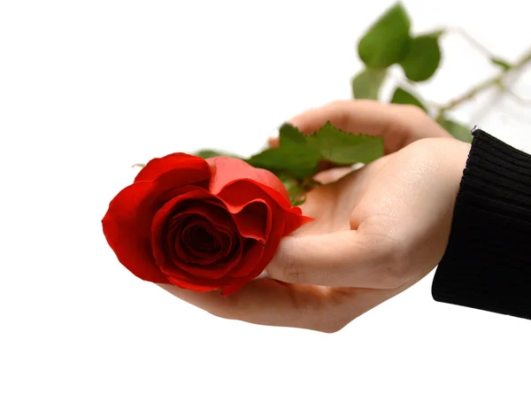 Hand and rose over white background — Stock Photo, Image