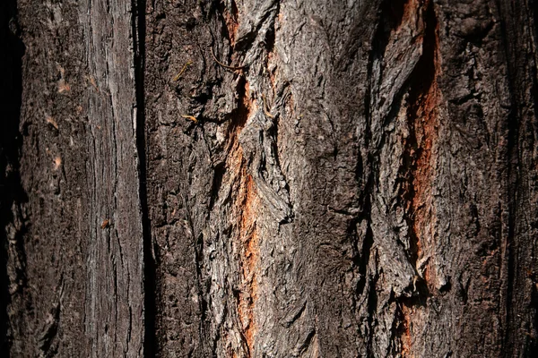 Vecchio albero corteccia sfondo nella foresta — Foto Stock