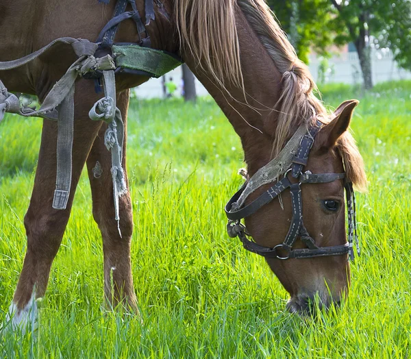 Belo cavalo marrom na grama da fazenda — Fotografia de Stock