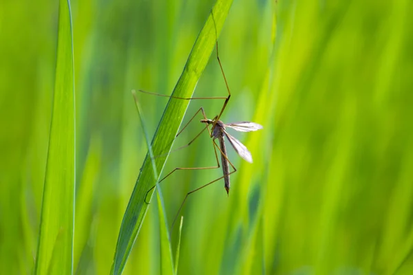Mosquito pendurar na folha em macro — Fotografia de Stock