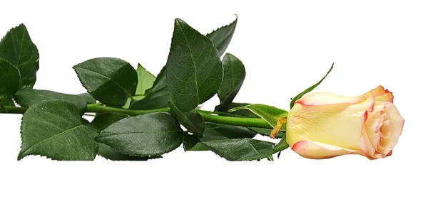 Żółte róże na białym tle — Zdjęcie stockowe
