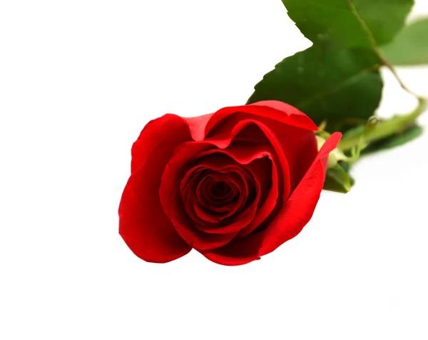 Beautiful rose on white background — Stock Photo, Image