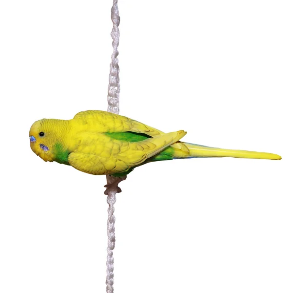 Papegaai die in touw stopt — Stockfoto