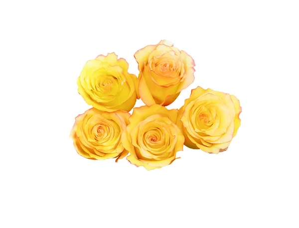 Beyaz izole sarı güller — Stok fotoğraf