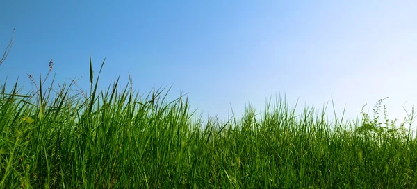 Весняна трава і блакитне небо Стокове Фото