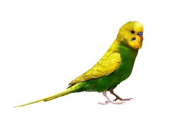 Papagaio amarelado no fundo branco Fotografia De Stock