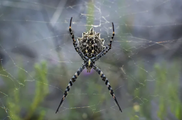 Spider karakurt — Stock Photo, Image