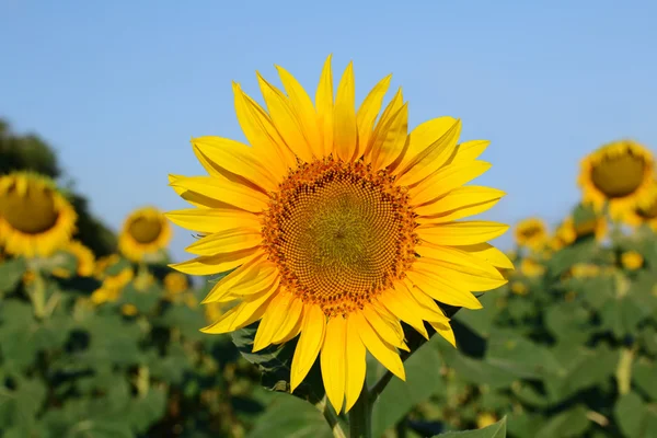 stock image Sunflowers