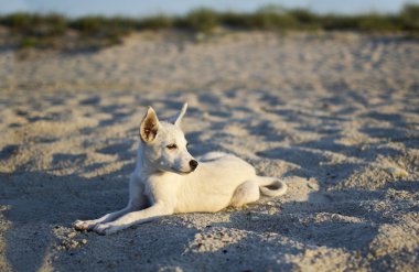 Köpek.