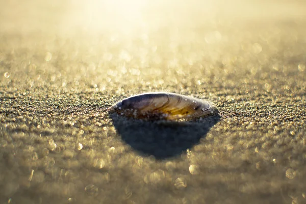 海贝壳砂 — 图库照片