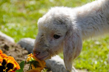 Lambkin in the garden clipart