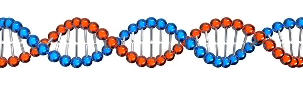 DNA iplik — Stok fotoğraf