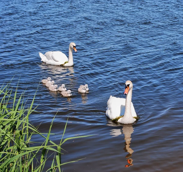 Cisnes e cygnets brancos — Fotografia de Stock