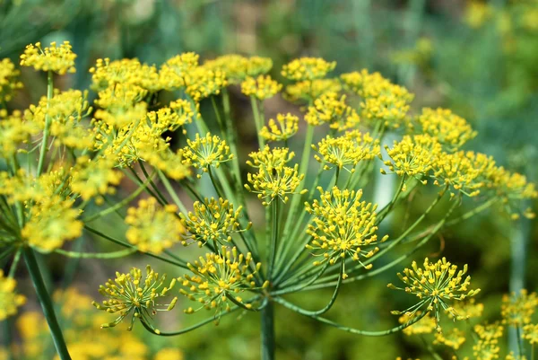 Dill in garden — Stock Photo, Image