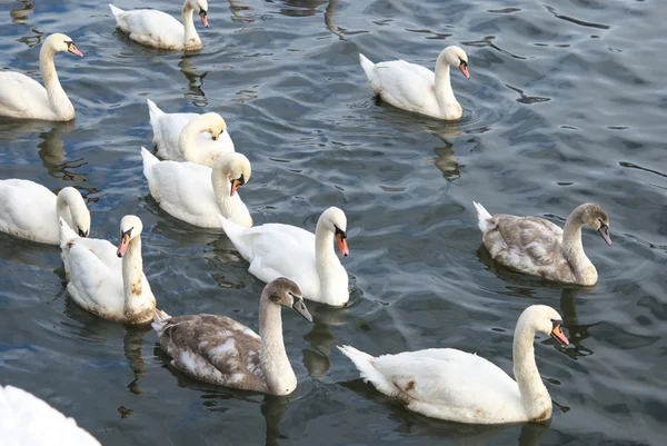A flock of swans swim on water — Zdjęcie stockowe