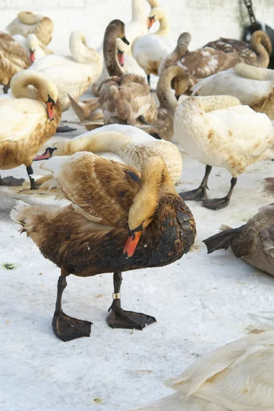 Hermoso cisne cubierto de aceite —  Fotos de Stock