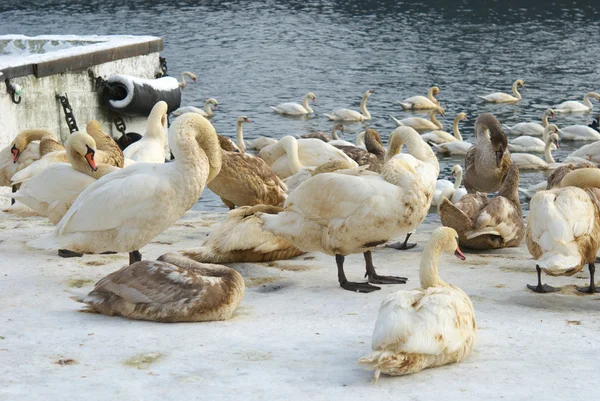 Hermosos cisnes cubiertos de aceite — Foto de Stock