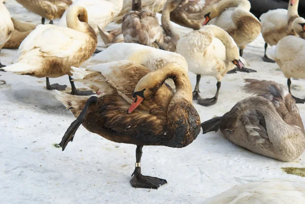 Cisne bonito coberto de óleo — Fotografia de Stock