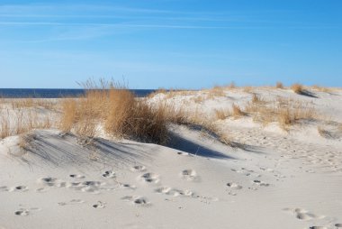 Beach of Baltic sea clipart