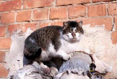 A cat basking in the district heating pipes clipart