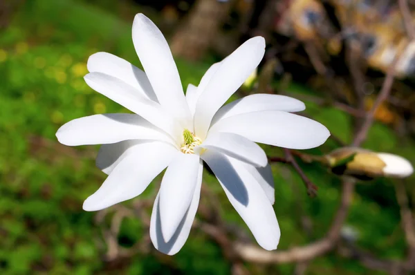 stock image Blooming magnolia