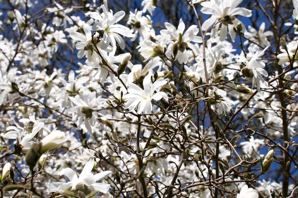 Blooming magnolia — Stock Photo, Image