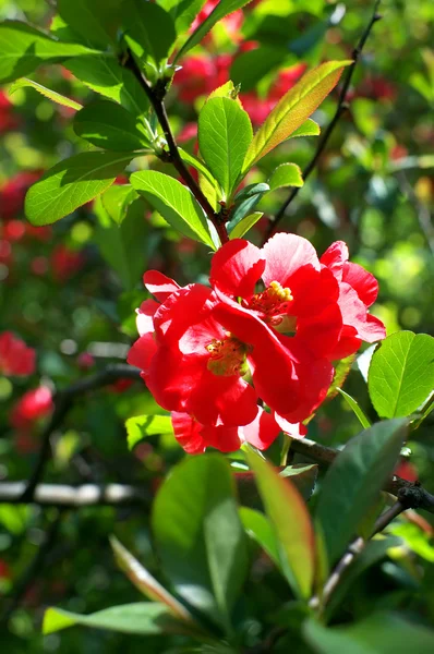 Flores de Bush de marmelo — Fotografia de Stock