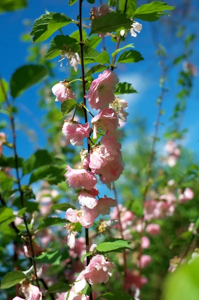 Almonds blossom — Stock Photo, Image