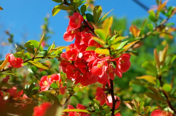 Quince Bush Blossoms — Stock Photo, Image