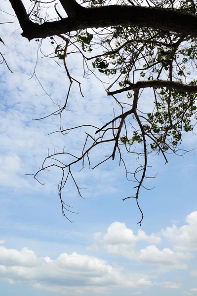 Tree and blue sky — Stock Photo, Image