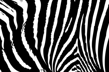 Texture of zebra skin clipart