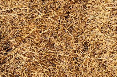 Texture of straw clipart