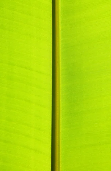Close up of green banana leaf — Stock Photo, Image